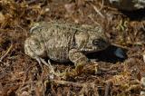 Bufo-calamita-Kreuzkroete-3-PS.jpg