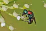 Bunte-Goldwespe-Chrysis-viridula-Lechauen-_3_-PS.jpg