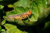 Bunter-Grashuepfer-(Omocestus-viridulus)-W-27.06-PS.jpg