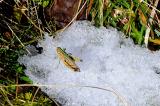 Bunter-Grashuepfer-Omocestus-viridulus--Maennchen-Lechquellengebirge-_2_-PS.jpg