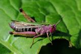 Bunter-Grashuepfer-Omocestus-viridulus-Weibchen-Lechtaler-Alpen-1400-PS.jpg