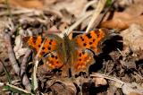 C-Falter-Polygonia-c--album-Riesrand-1.jpg