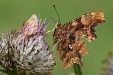 C-Falter-_Polygonia-c-album_-Fraenkische-Alb-PS.jpg