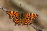 C-Falter-_Polygonia-c-album_-Lechauen_-_3__PS-2.jpg