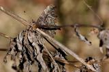 C-Falter-_Polygonia-c-album_-Mimese-Lechauen-P-2025.jpg