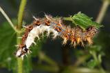 C-Falter-_Polygonia-c-album_-Raupe-PS.jpg