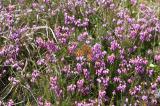 C-Falter-_Polygonia-c-album_-im-Schneeheide-Kiefernwald-Tiroler-Lechtal-PS.jpg