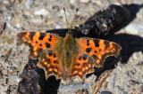 C-Falter-_Polygonia-c-album_-nach-Ueberwinterung--auf-Fuchskot-Lechauen-PS.jpg