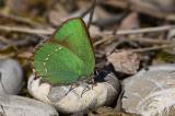 Callophrys_rubi-PS.jpg