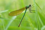 Calopteryx-virgo-Blaufluegel-Prachtibelle-w-PS.jpg