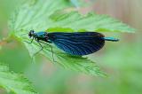 Calopteryx-virgo-Blaufluegel-Prachtlibelle-M-PS.jpg