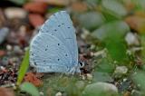 Celastrina-argiolus,-Faulbaum-Blaeuling-Lechaue-m-PS.jpg