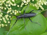 Cerambyx_scopolii1-Lichti-2025-05-29-Leithagebirge-Burgenland-PS-2.jpg