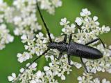 Cerambyx_scopolii2-Lichti-2025-05-29-Leithagebirge-Burgenland-PS.jpg