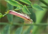 Charly-Badberg-Rhabarberzuensler-Oncocera-semirubella-bea.jpg