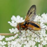 Charly-Kaiserstuhl-Breitflueglige-Raupenfliege-Ectophasia-crassipennis-2-bea.jpg