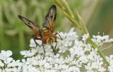 Charly-Kaiserstuhl-Breitflueglige-Raupenfliege-Ectophasia-crassipennis-bea.jpg