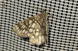 Chiasmia-clathrata-PS-2.jpg