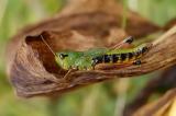 Chorthippus-montanus-Sumpfgrashuepfer,-Bannwladsee-PS.jpg