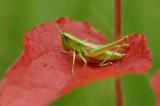 Chrysochraon-brachyptera-Lech-Stau-21.-12.7-PS.jpg