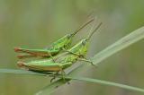 Chrysochraon-brachyptera-Stadtwald-Augsburg-8.8-PS.jpg