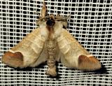 Clostera-curtula-PS.jpg