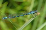 Coenagrion-hylas-Bileks-Azurjungfer-m-PS.jpg