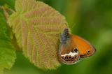 Coenonympha-arcania-Weissbindiges-Wiesenvoegelchen-PS.jpg