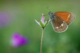 Coenonympha-glycerion-Rotbraunes-Wiesenvoegelchen-PS.jpg