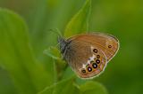 Coenonympha-hero-Wald-Wiesenvoegelchen-Noerdlicher-Lech-PS.jpg