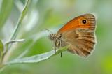 Coenonympha-pamphilus--Kleines-Wiesenvoegelchen--Lechaue-Augsburg-PS.jpg