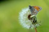 Coenonympha-pamphilus--Kleines-Wiesenvoegelchen-Lechaue-Augsburg-PS.jpg