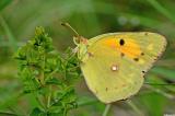 Colias-crocea-Postillon-Riesrand-m-14.8-PS.jpg