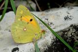 Colias-crocea-Postillon-Riesrand.-m.--14.8-PS.jpg