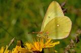 Colias-palaeno-Hochmoorgelbling-Pfaffenwinkel-m-25.6-PS.jpg