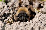 Colletes-cunicularis-Fruehlings-Seidenbiene-HW-PS.jpg