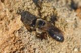 Colletes_cunicularius-PS.jpg
