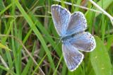 DSCF9459a-Himmelblauer-Blaeuling-P-bellargus-blau-uebergossenes-Weibchen.jpg