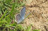DSCN6045_Kleiner_Tragant_Blaeuling-PS.jpg