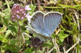 DSCN6052-Kleiner-Tragant-Blaeuling-PS.jpg