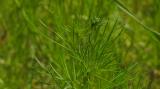 DSCN9742-Sommer-Adonisroeschen.jpg