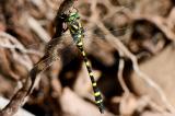 DSC_0794_Gezeichnete-Quelljungfer.jpg