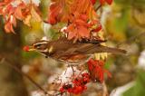 DSC_1705_AG-NFoto_2012-10-29_Rotdrossel_m_Vogelbeere.jpg