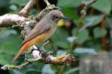 DSC_5435a-Gartenrotschwanz-juv.jpg