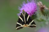 DSC_7027-Russischer-Baer-PS.jpg