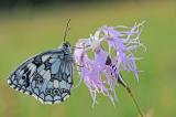 Damenbrett-(Melanargia-galathea)-M-27.06-PS.jpg