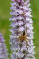 Dolomedes-fimbriatus-Gerandete-Jagdspinne-Pfaffenwinkel-PS.jpg