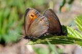 Doppelaugen-Mohrenfalter-Erebia-oeme-P.jpg