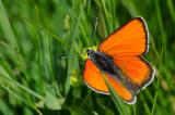 Dukatenfalter-Lycaena-virgaureae-M-Lechtaler-Alpen-1400m-_3_-PS.jpg