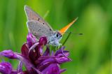 Dukatenfalter-Lycaena-virgaureae-M-Lechtaler-Alpen-1400m-_4_-PS.jpg